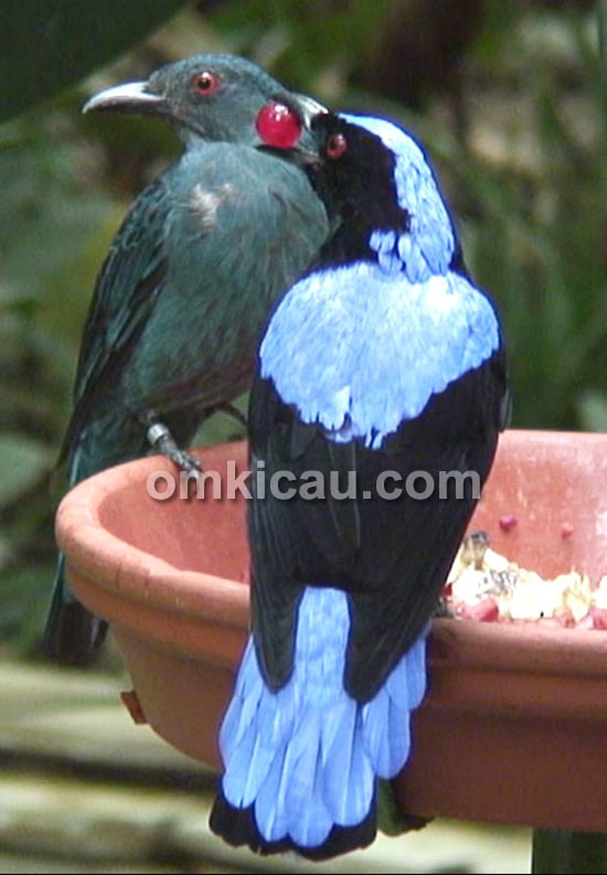 Pasangan cucak biru