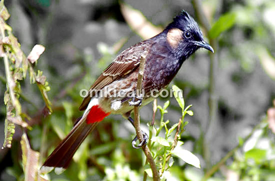 Burung merbah tunggir merah