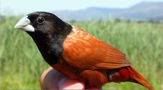 Burung bondol cokelat
