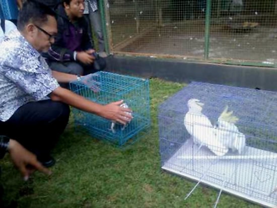 Kakatua jambul kuning