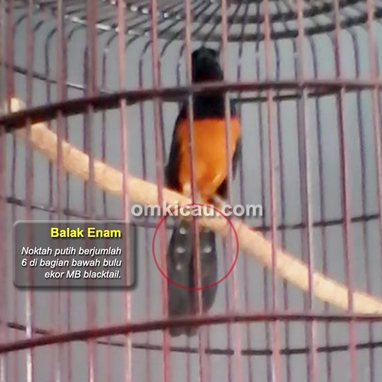 MB blacktail balak enam
