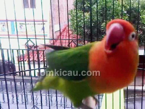 Lovebird Star Melinda