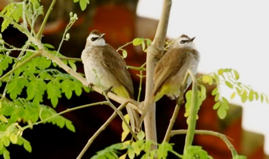 Burung trucukan