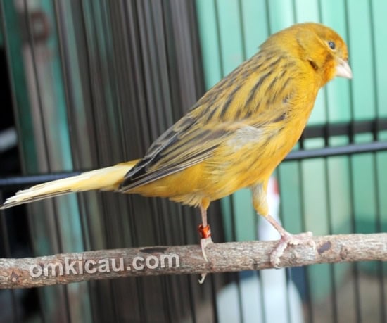 Kenari Cakti milik Ujang Misbach