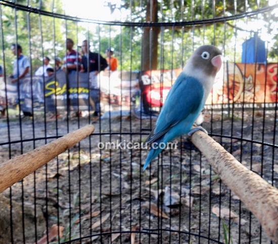Lovebird Perex