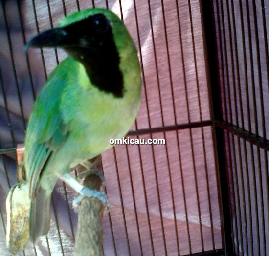 Cucak hijau Sapu Jagat