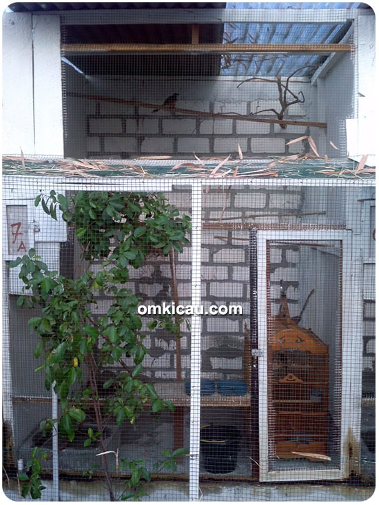 Breeding murai batu Aa Aa BF
