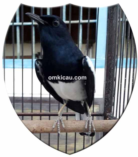 Kacer Black Jack