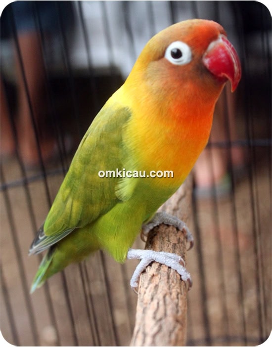 Lovebird Ming Ming