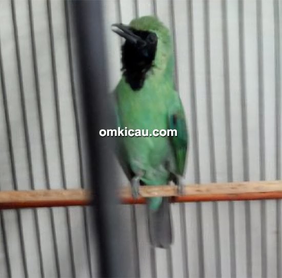 cara merawat burung cucak hijau cara merawat burung cucak hijau Gajah Mungkur