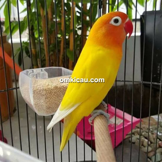 Lovebird Yully