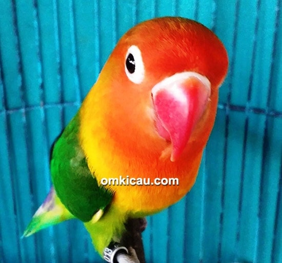 Lovebird Nirmala Jr 08