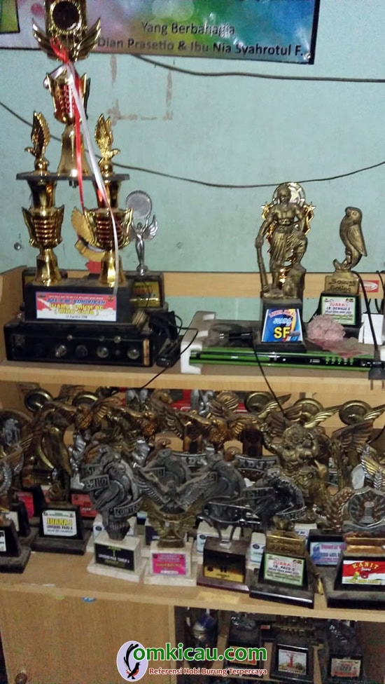 perawatan lovebird jawara