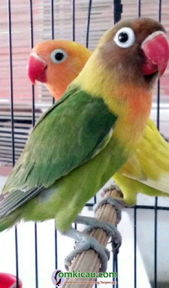 penangkaran lovebird
