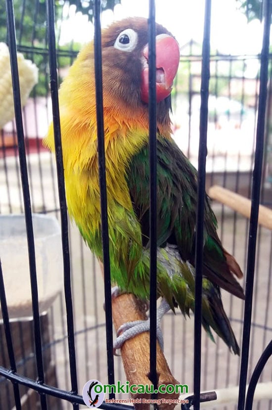 cara merawat burung lovebird
