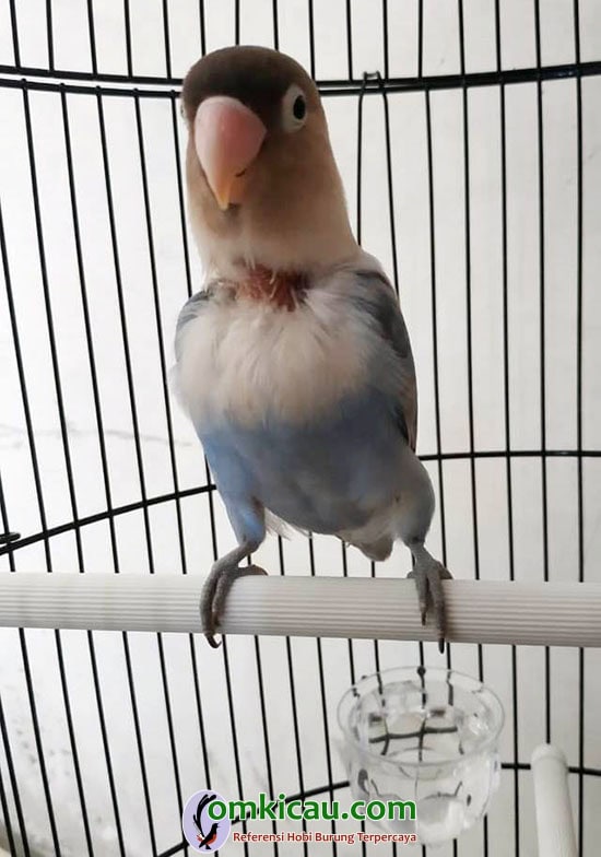 cara merawat burung lovebird