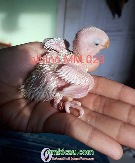 lovebird albino