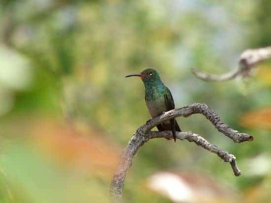 dominant hummingbird dominant hummingbird