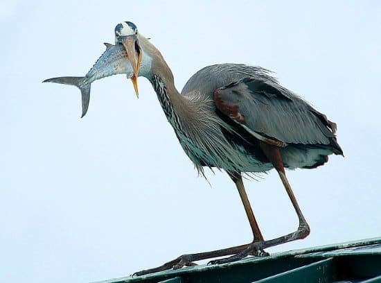 great blue heron gulping fish great blue heron gulping fish