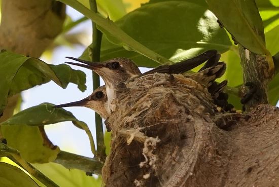Hummingbird Babies Raised by Mom hummingbird babies are raised by female