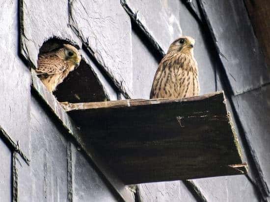 Kestrel Nest Location For Babies Safety kestrel pair guarding their babies in nest