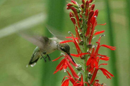 Hummingbirds Love Wildflowers Like This Cardinal Flower ruby-throated hummingbird at cardinal flower