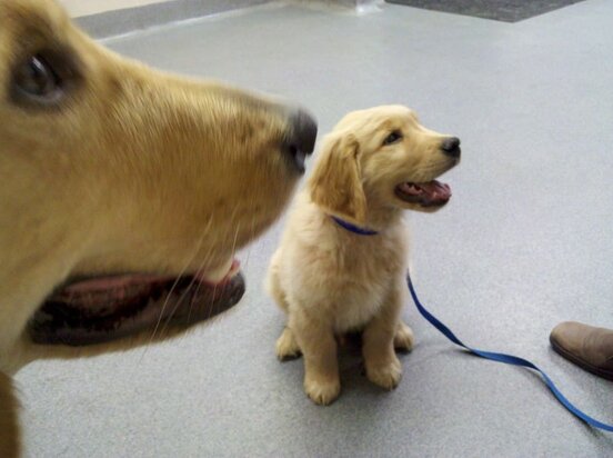 Golden Retriever Guide Dog Puppies: Apache And Einstein Golden Retriever Guide Dog Puppies: Apache And Einstein