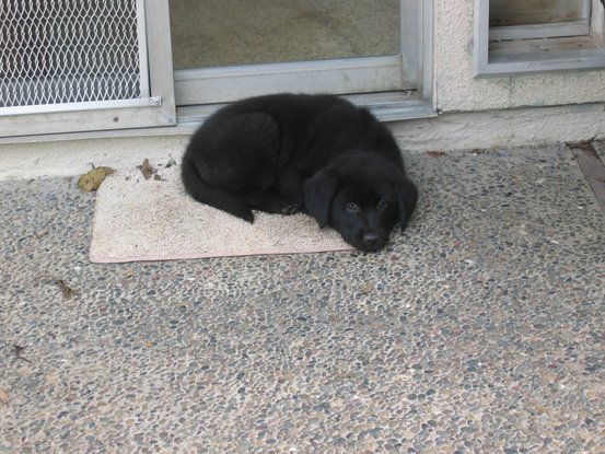 Australian Shepherd Mix, Linus the perfect puppy? Australian Shepherd Mix, Linus the perfect puppy?