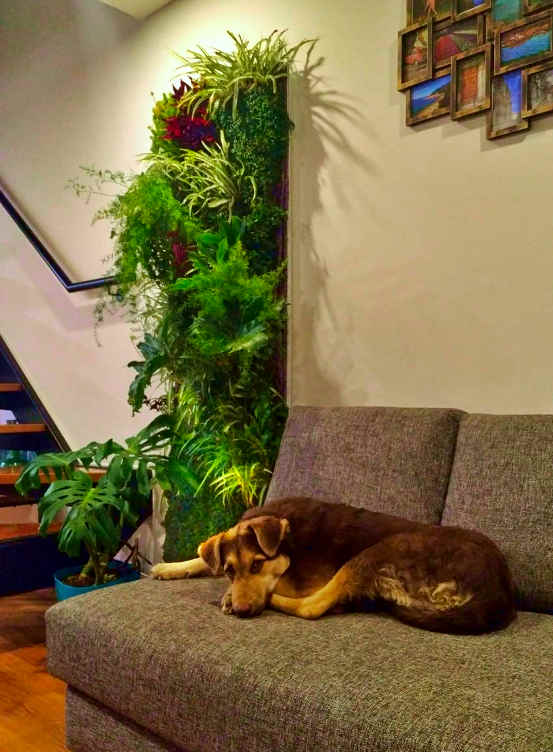 como hacer jardines verticales