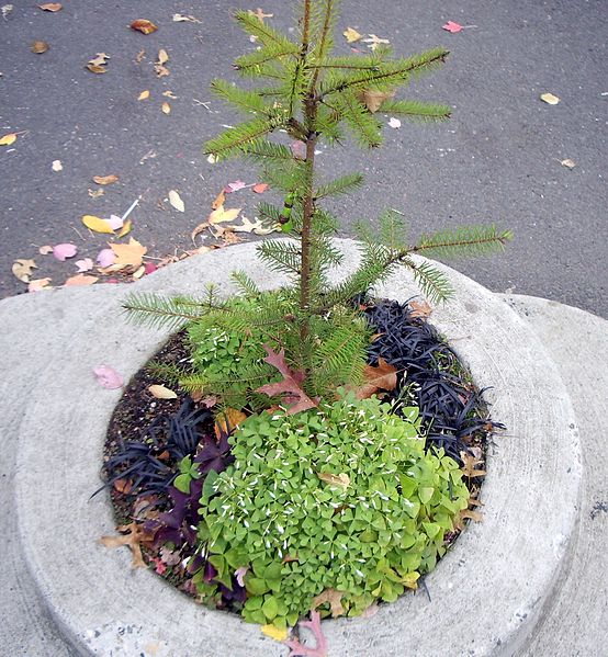 41 Weird Things to do in Portland for a Different Experience 5 smallest garden