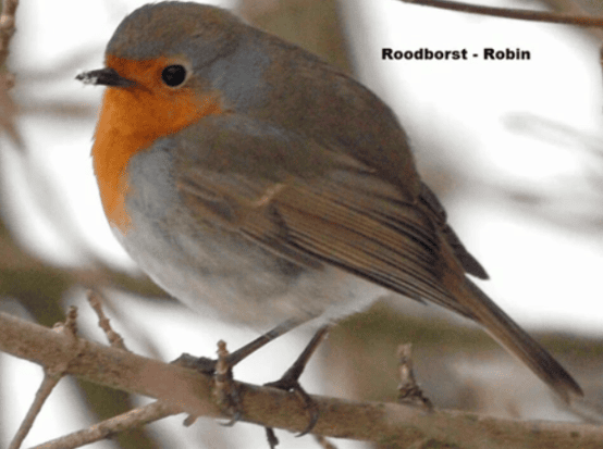 Roodborst - Robin Roodborst - Robin