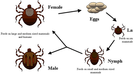 Tick Life Cycle Tick Life Cycle