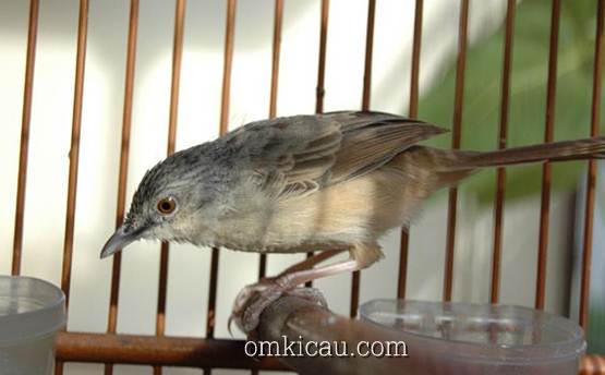 Ciblek gunung memiliki suara tembakan yang tajam untuk masteran dan lomba