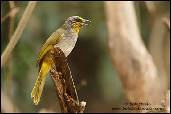 Kutilang leher bergaris ( Stripe-throated bulbul ) dalam bahasa melayu disebut dengan merbah lekir/lekiaq/lilin