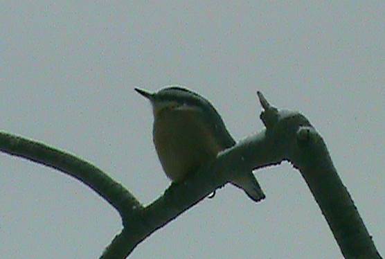 A perch is a good place to check out the feeders. A bird perched on a stick.