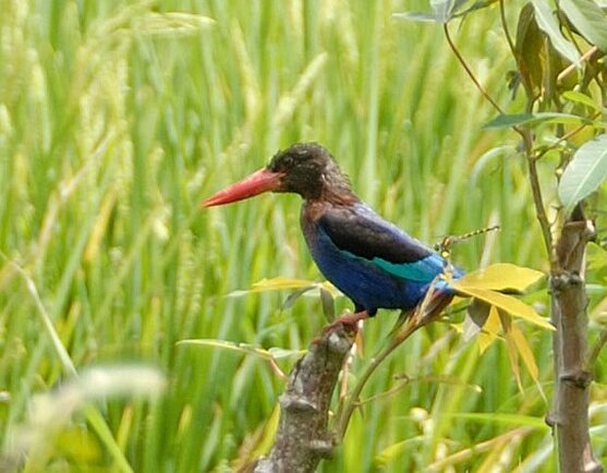Cekakak jawa - Javan kingfisher ( Halcyon cyanoventris )