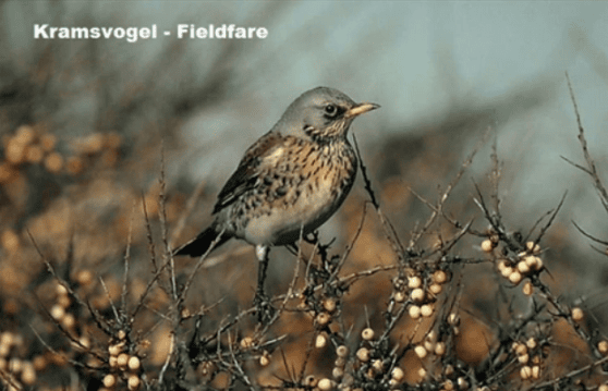 Kramsvogel - Fieldfare Kramsvogel - Fieldfare