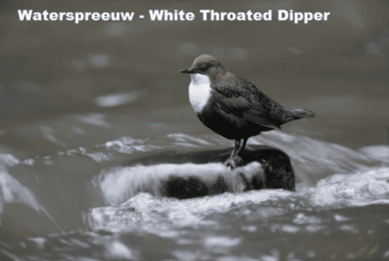 Waterspreeuw - White Throated Dipper Waterspreeuw - White Throated Dipper