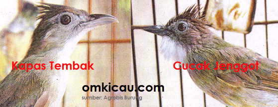 Cucak jenggot kanan - kapas tembak kiri Cucak jenggot kanan - kapas tembak kiri