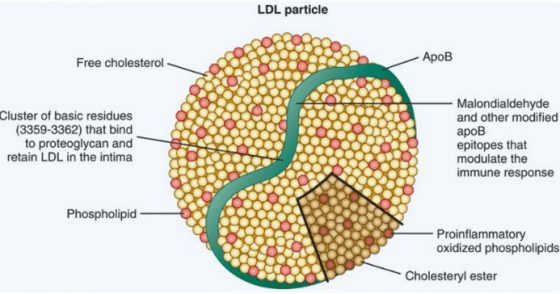 Low-Density Lipoprotein (LDL) in Atherosclerosis and Heart Disease