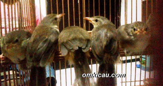 Tips memilih ciblek gunung bakalan Tips memilih ciblek gunung bakalan