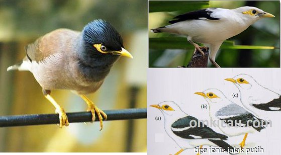 burung jalak nias dan burung jalak putih burung jalak nias dan burung jalak putih