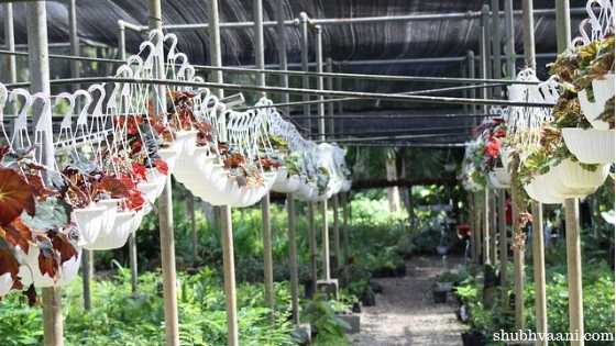 Plant Nursery Business in hindi full information