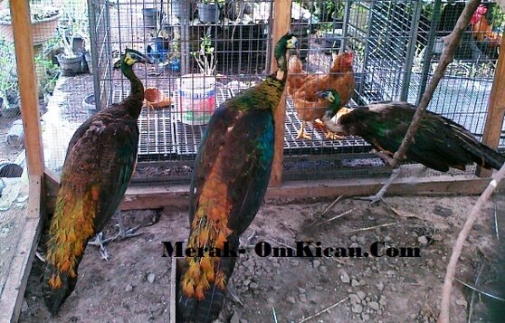 Burung Merak