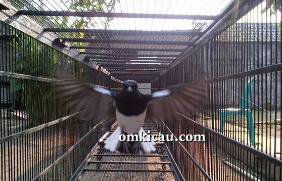 Charly terbang 200 kali dalam kandang umbaran 6 meter Charly terbang 200 kali dalam kandang umbaran 6 meter
