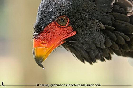 Harvey-Grohman-Bateleur Harvey-Grohman-Bateleur