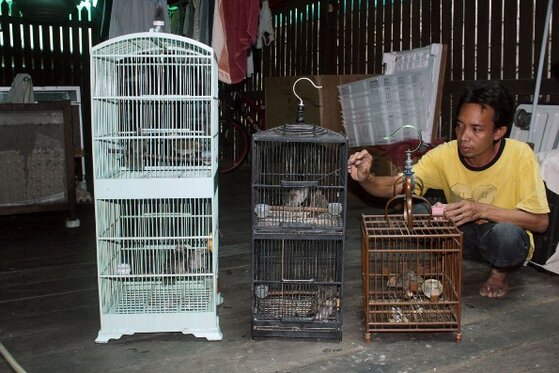 Meloloh anakan perlu kesabaran Meloloh anakan perlu kesabaran