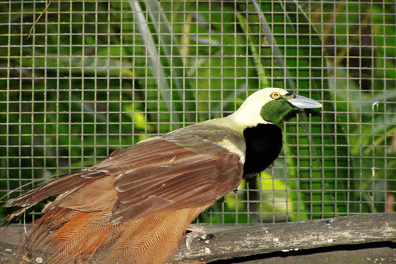 Burung cendrawasih Raggiana Burung cendrawasih Raggiana