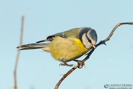 Lennart-Hessell-European-Blue-Tit-2 Lennart-Hessell-European-Blue-Tit-2