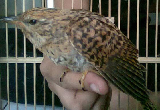burung-kedasih Burung Kedasih